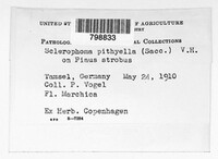 Sclerophoma pitya image